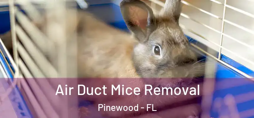 Air Duct Mice Removal Pinewood - FL